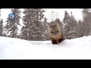 So cute! Wild sable appears in snow in northeast China