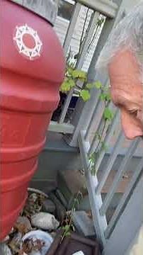 Winterizing your yard: planters, rain barrels, and outdoor furniture