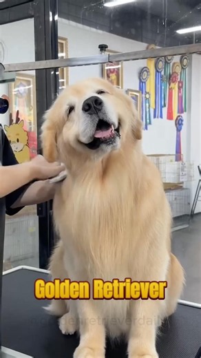 Golden Retriever brings happiness 💛☀️
