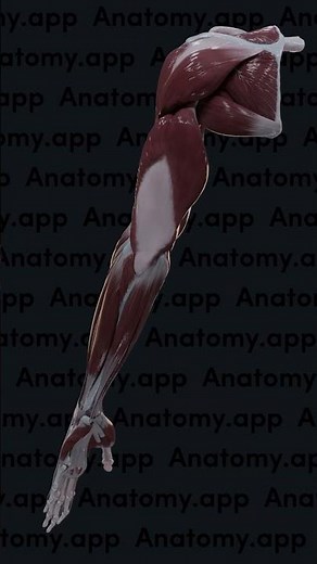 Muscles of the upper limb | 3D overview
