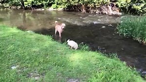 24K views · 135 reactions | Check out these goofsters trying to avoid the heatwave by playing in water. Cuteness overload <3 | Rumble | Facebook