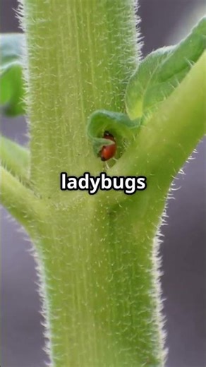 Gardeners Stop Tomato Hornworms in 32 Seconds!