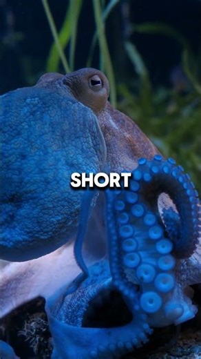 The Octopus Has Blue Blood 🐙🔵 #animalfacts #wildlife