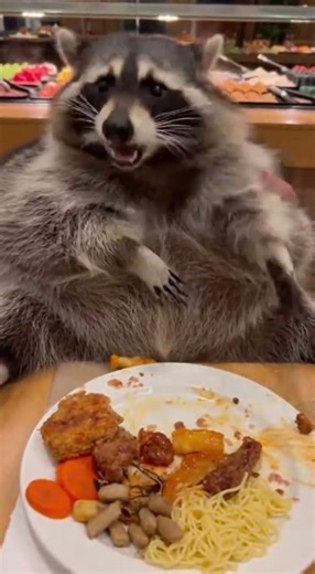Me vs All You Can Eat Buffet 🦝