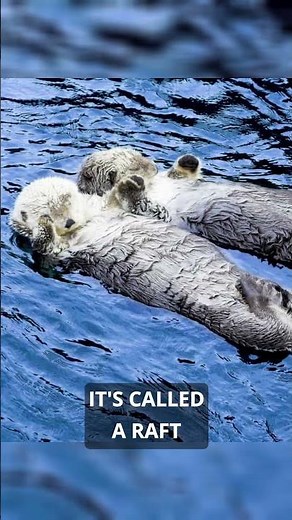 Otters sleep holding hands 🦦💤 #naturefacts #wildlife #animals #facts