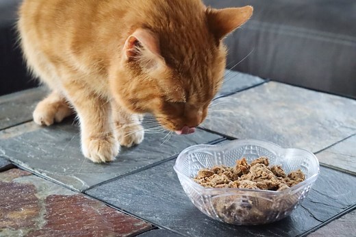 Best Cat Food For Hairball Control 2026: Unbiased Review - Cats.com