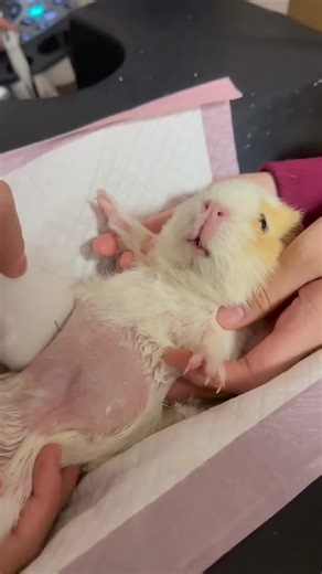 Adorable Guinea Pig Moments That Will Melt Your Heart