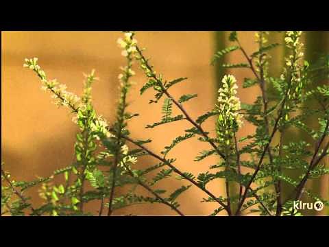 Plants for pollinators|Far South Nursery|Central Texas Gardener
