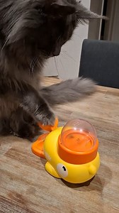 How did I learn to press the duck treat dispensing toy? Watch this! (I'll post the Bell ringing video up too). #PetTraining #smartcat #mainecoons #cats #Wow #bigcats #ragnar #coolcat #love #loveit #petinfluencer | Ragnar the Maine Coon