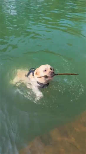#labradorretriever #plslikesubscribe #dogshorts #doglife #拉布拉多 #寻回犬 #寵物友善日常 #狗狗是生活的解药