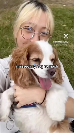 Sorry for not posting #straykids #viral #hannahbahng #trending #skz #dogs #cute #shorts #comeback