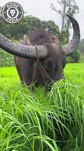 Herbivore Body, Predator Vision—Who Designed This Chaos? 🤯🧬