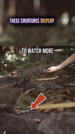 Top Ten Most Friendly Wild Animals: Intro