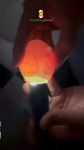 1.1K views | Hatching Time offers a range of incubators, from small, user-friendly units perfect for hobbyists, to large-scale cabinet incubators capable of handling up to 10,000 eggs. This makes our incubators ideal for both personal and commercial use, scaling up as your hatching needs grow. #Egg #poultryfarming #incubator #backyardchickens #hatchingeggs #Chickens #eggincubator #poultry #farmlife #homestead #cimuka #hatchingtime | Hatching Time | Facebook