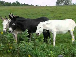 Les ânesses Mabelle et Cloé découvrent leur troupeau au Val à l'âne.