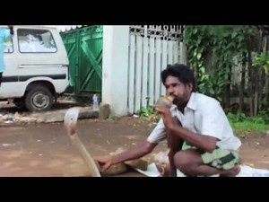 Cobra Dancing to Trance