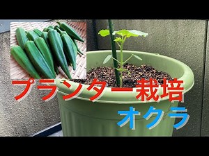 オクラ プランター栽培の植え付け動画です。