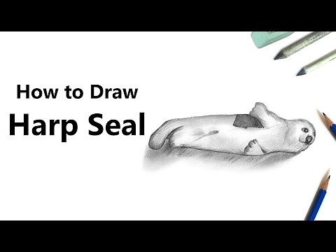 How to Draw a Harp Seal with Pencils [Time Lapse]