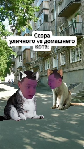 ХААХХ #рекомендации #кот #домашний #уличный #ссора | cat fight