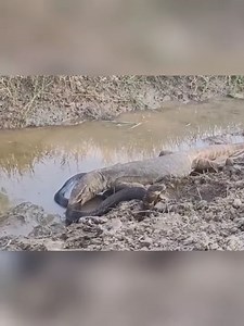 King Cobra VS Monitor Lizard | Mr.Efraki