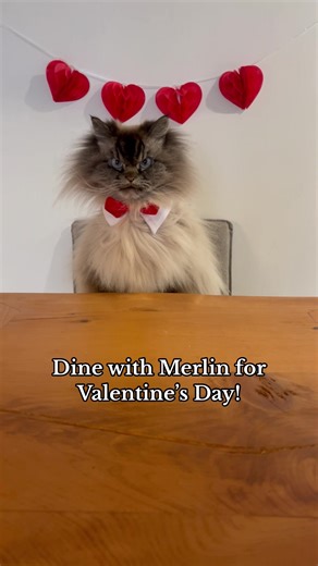 Catit Dinner at Merlin's 5-Star Restaurant