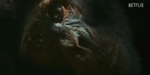 CIVIL WAR ERUPTS IN UGANDA: Inside the Wild Chimpanzee Kingdom That Mirrors Our WorldIn the dense, emerald heart of Uganda, where the forest breathes and whispers ancient secrets, there lived a kingdom unlike any other—not of men, but of chimpanzees.For over two decades, this community of nearly 200 chimps thrived in harmony. Beneath towering trees and tangled vines, they forged alliances, defended their territory, and raised generations under a shared order. Their strength was not just in numbe