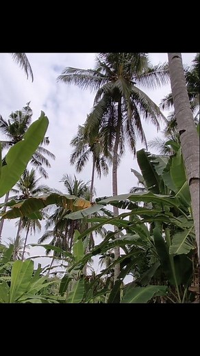 970 reactions · 72 comments | Ajava eshiwui Coconut harvest sarei chili shurva haokei shimlila boring sanai  Indonesia  #naturevibes #coconutfarm #harvesttime #feelingblessed #gratefulthankfulblessed | Rose Annie | Facebook