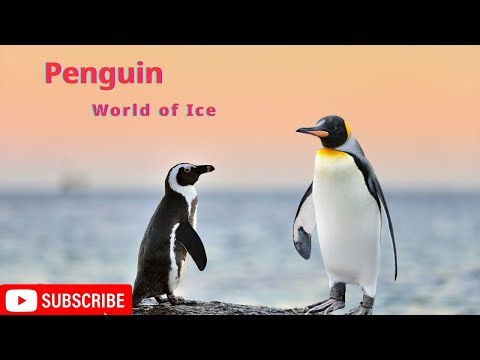 Antarctic Penguin Life