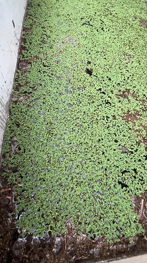1.5K views · 19 reactions | Azolla or Mosquito Fern Plant for organic feeds of our livestock | Lola's World Garden Fresh | Facebook