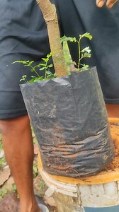 19K views · 103 reactions | ant colony in a mango pot | GraftingPlants | Facebook