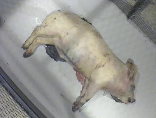 Time lapse of a dead pig decaying