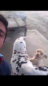 596K views · 9.6K shares | El corrido del perrito chulo viejón | Perritos chulos. | Facebook