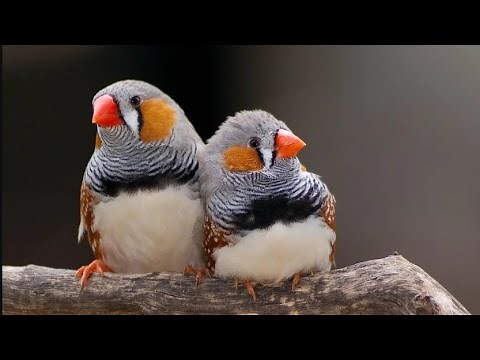 Zebra Finches in the wild - ten incredible facts