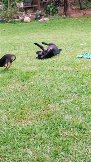 #CapCutMotivacional #Motivacional #reflexaododia #CapCut #dogsofttiktok @Nina, a Boxer @Nina, a Boxer @Nina, a Boxer