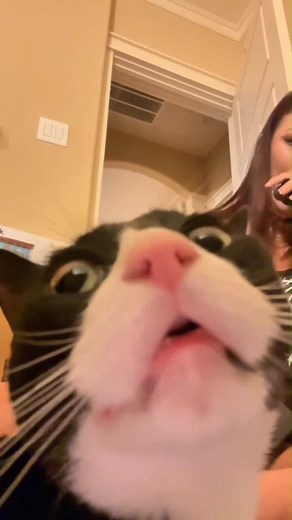 #FunnyCats #catsoftiktok | Catty Corner