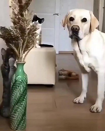 Cats vs dog | Cute Cat