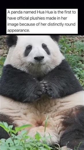Original Panda Used To Create Panda Plushies
