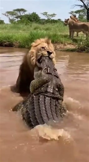 Shocking Animal Fight: Lion Dragged by Crocodile in Wild River Encounter