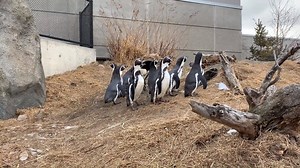 15K views · 694 reactions | It's World Penguin Day!  We have 5...