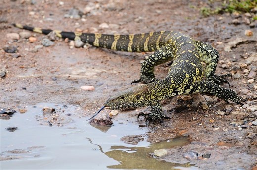 Invasive giant reptile is thriving in Florida's climate, invading its ecosystem