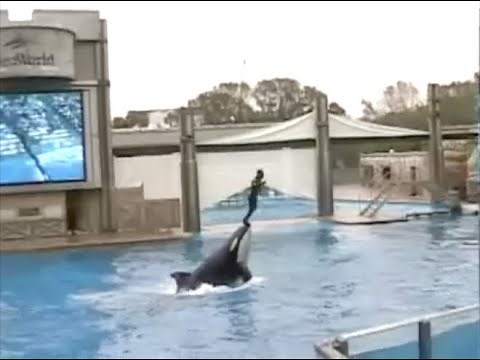 Shamu SeaWorld Orlando Orca Show Trainers In Water