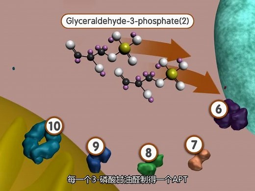 糖酵解(Glycolysis)动画演示中文字幕
