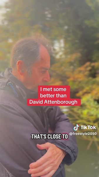 Healthy Swan Feeding Tips: What to Avoid and Provide