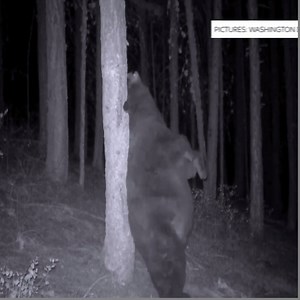 Before hibernating for the winter, this bear decided it needed one more back scratch before the big snooze | Sky News