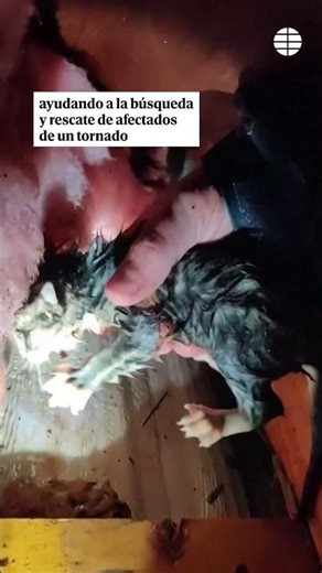 A storm chaser rescues a kitten from the rubble in Mississippi