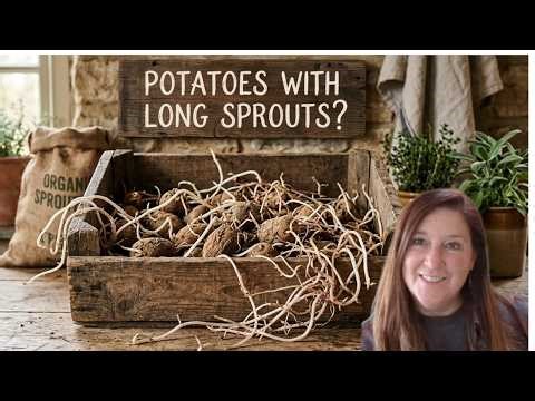 How To Plant Potatoes With Long Sprouts