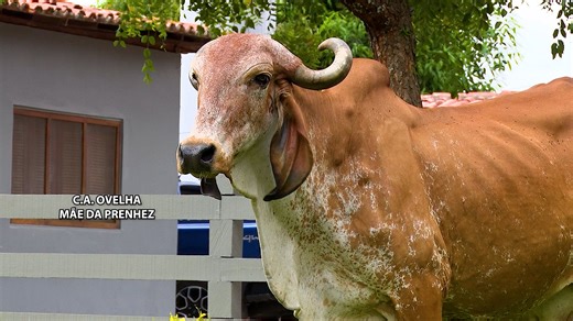 LOTE 07 - KCA 2480 C.A OVELHA