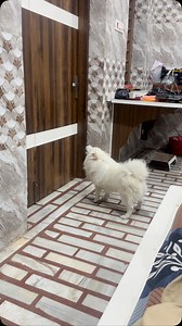 Oscar ni kiha chal bichara chal pia 😂😂😂#dogsofinstagram #dog #dogstagram #mathias777dogs #dogs #rescuedogsofinstagram #pomeranian #pet #petsofinstagram #pets | Oscar Darling