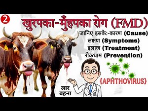 FMD Disease in Cattle & Buffalo | Symptoms, Treatment & Vaccine Guide in Hindi #veterinarymedicine