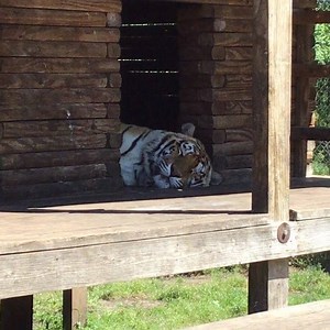 Cheeseheads prepping for Visitors later Just Look at the Excitement !! | Catty Shack Ranch Wildlife Sanctuary